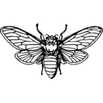 Cicade afbeelding