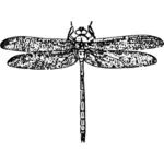Ilustración de la libélula
