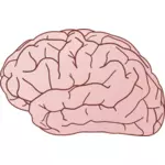 Mänskliga hjärnan