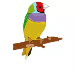 Colorat pasăre