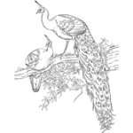 Bir ağaçta tavus kuşu