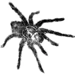 Tarantula vectorillustratie