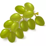 Groene druiven vector afbeelding