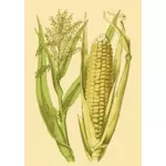 Kukuřice v lusku