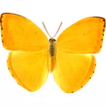 Papillon géant orange