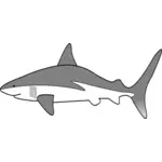 Eenvoudige haai