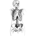 Kvinnliga kroppen skelett