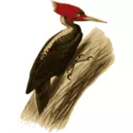 Pássaro-pica-pau