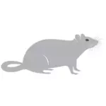 Grey rat silhouette