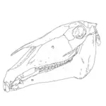 Vector image of horse head bones