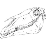 Illustrazione di vettore del cranio di cavallo