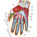 手の解剖学