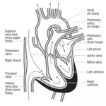 Illustrazione vettoriale del cuore e del corso del flusso di sangue attraverso le cavità cardiache.
