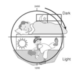 Illustrazione vettoriale del ciclo luce/buio 24 ore