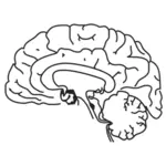 人間の脳のベクトル画像