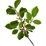 Olše Alnus, Rhamnaceae obrázek