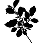 Olše Alnus, Rhamnaceae kresba
