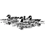 Aleutian Geese swimming