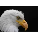Alopecic águila