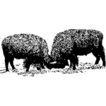 Amerikanska bufflar