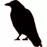 Siluett bild av en kråka