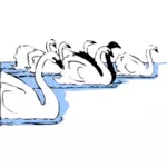 Svanar i vatten vektorbild