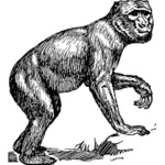 Macaco de Barbary