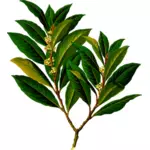 Evergreen plant