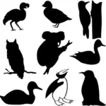 Outline drawings of different bird species and a koala