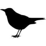 صورة ظلية للطيور السوداء