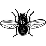 Blowfly in colore nero