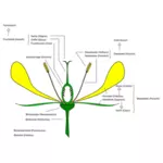 Diagram över blomma vektorbild