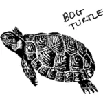 Bog Schildkröte