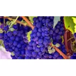Bright blue grapes