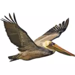 Pelican cokelat dalam penerbangan