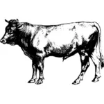 Bull schiţa imagine