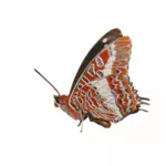 Бабочка Харакс Брут векторная графика