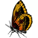Butterfly in vlam kleuren