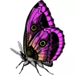 Perhonen violeteissa väreissä