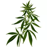 Silhouette de cannabis