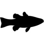 Kardynał ryb obrazu
