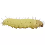 Encyclopedia caterpillar