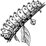 Caterpillar sur branche