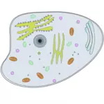 Ilustracja wektorowa komórki zwierzęcej