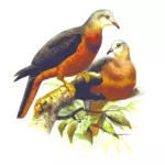 Castan-borcănat imperial porumbei
