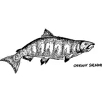 Chinook Salmon sketsa