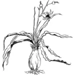Chlorogalum plant