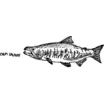 Chum Salmon mapitize