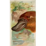 Canard – billed platypus