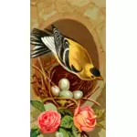 Goldfinch och nest